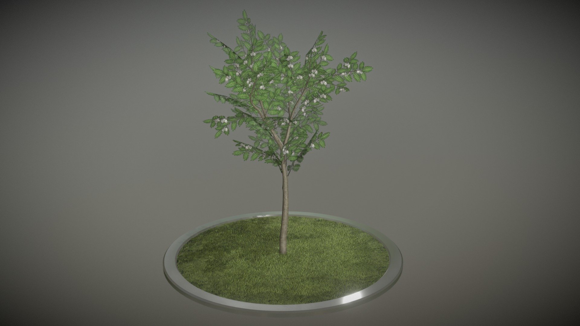 Here is a 4 meter high rowan tree sorbus-aucuparia in spring season.



Ein 3d-Objekt aus dem VIS-All Baum Module 4 



Textures:

-Color map

-Normal map

Here on Sketchfab you can see and purchase some of our 3d-models which we are using in our projects for VIS-All.

This model was created by 3DHaupt for the Software-Service John GmbH.

The model was created in Blender-3d