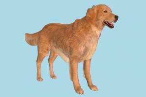 Golden Retriever Dog Golden-Retriever-Dog