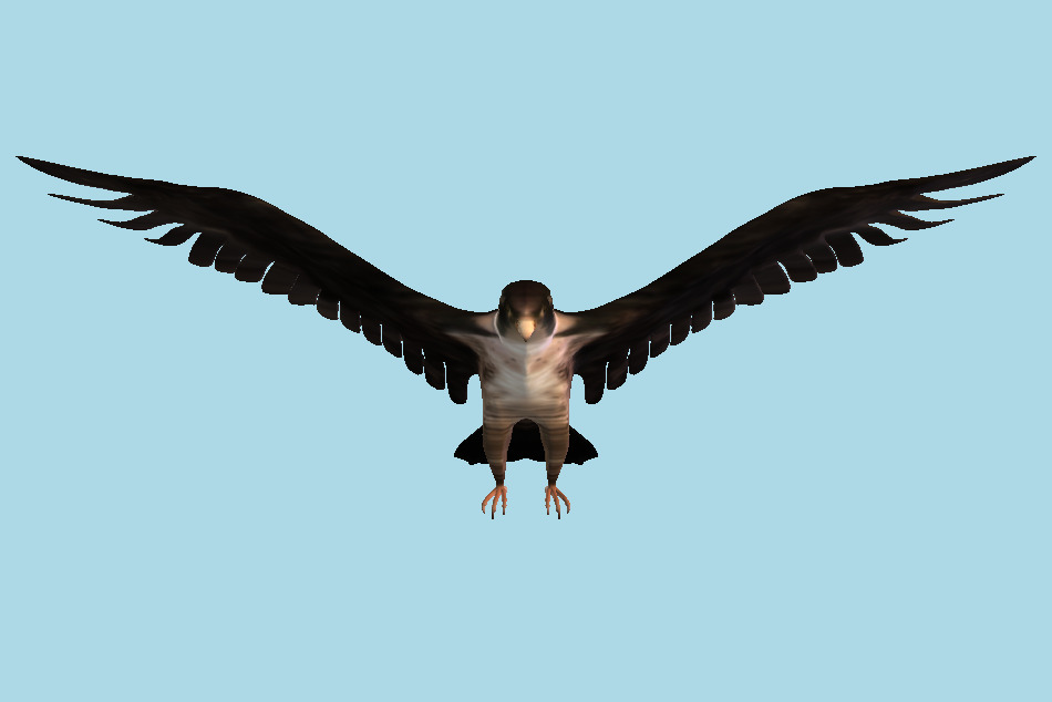Brown Falcon Bird 3d model