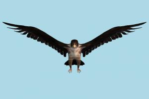 Falcon eagle, falcon, bird, air-creature, nature, predator, wild
