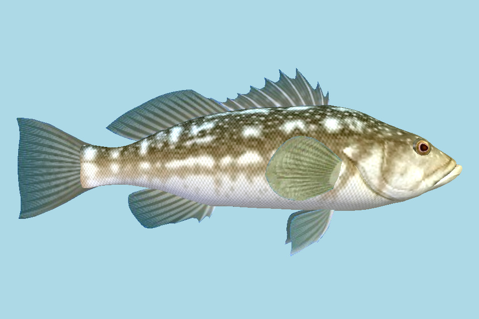 Kelp Bass Fish 3d model