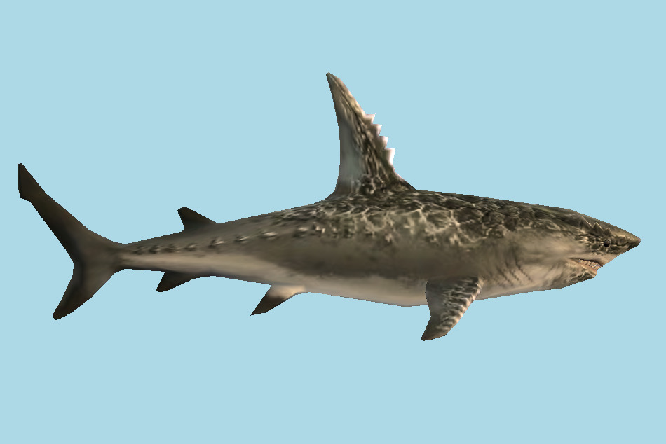 Shark 3d model