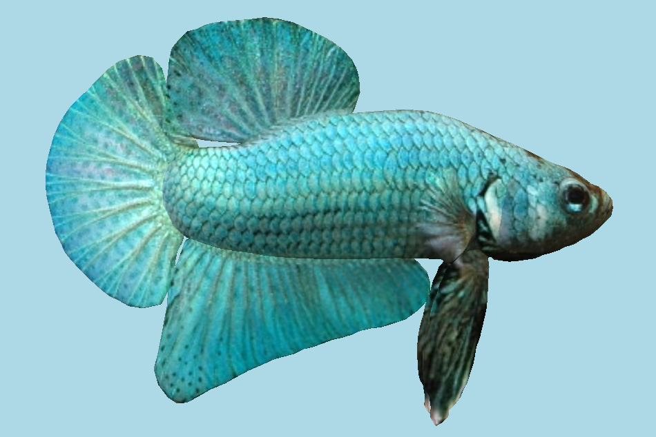 Blue Betta Fish 3d model