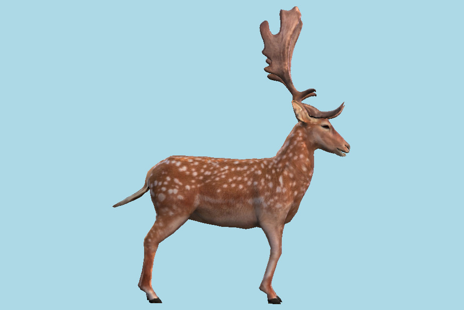 Fallow Deer 3d model
