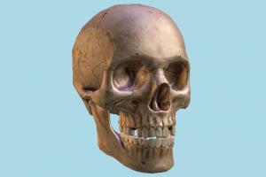 Human Skull skull, bones, bone, cranium, anatomy, skeleton, skeletal, medical, human, study, dead, death, jaw