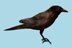Crow Bird crow, rook, bird, raven, air-creature, nature