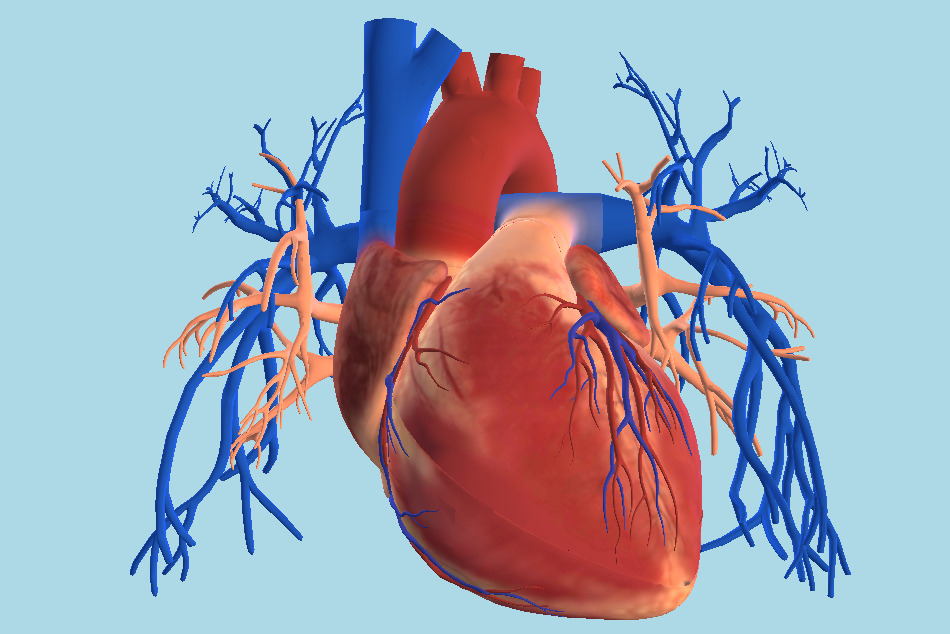 Corazón Heart 3d model