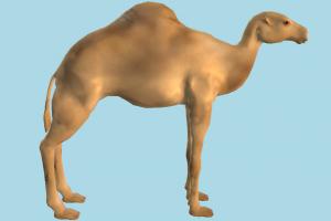 Camel camel
