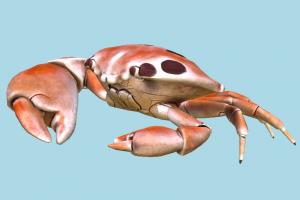 Crab crab, sea-creature, seafood, cute, pet, meal, spots, hawaii, aggressive, animal, fish, fishing, sea, nature, ocean