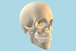 Skull skull, bones, bone, cranium, anatomy, skeleton, skeletal, medical, human, study, dead, death, jaw