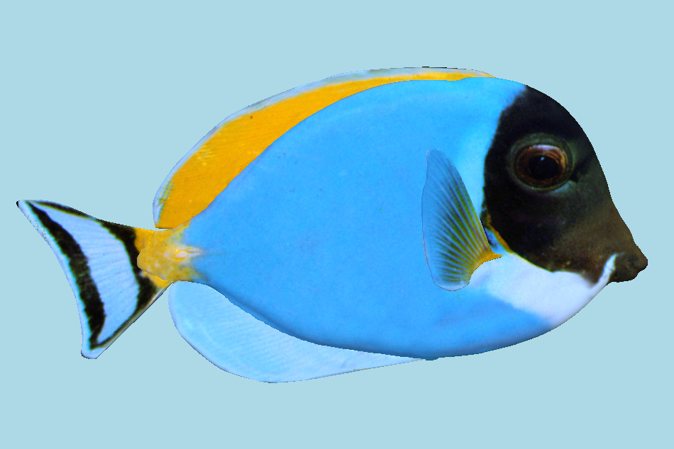 Marine Aquarium AMBLY Fish 3d model