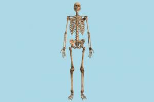 Human Skeleton skeleton, anatomy, skull, bones, bone, anatomical, skeletal, anatomia, human, medical, anatomization, autopsy, body, study