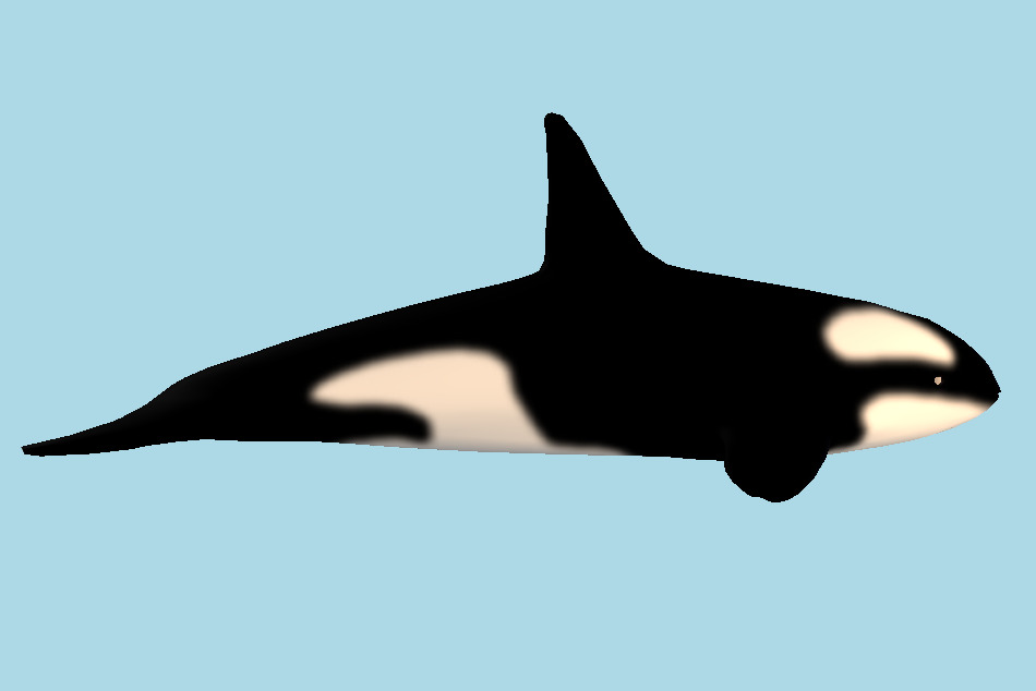 ORCA Killer Whale 3d model