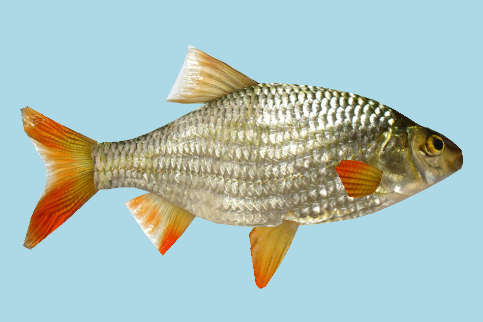 Scardinius Rudds Fish 3d model