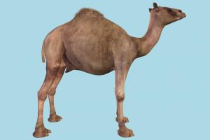 Camel Camel