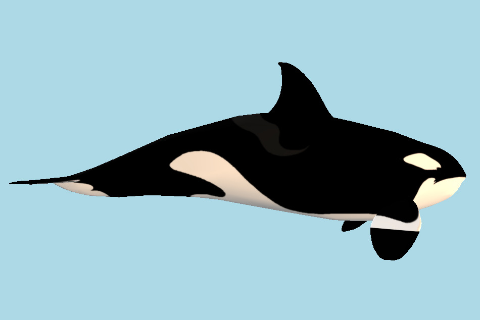 Killer Whale Dolphin 3d model