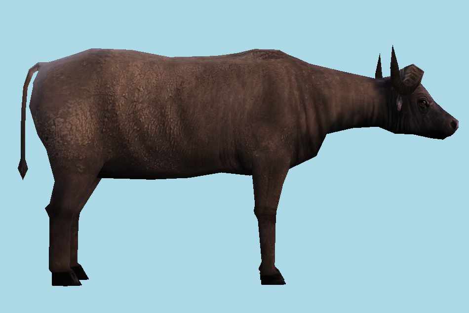 Cape Buffalo 3d model