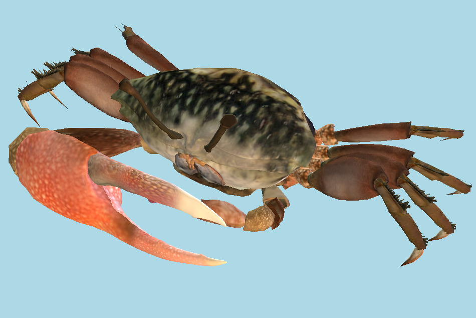 Lake Fiddler Crab 3d model