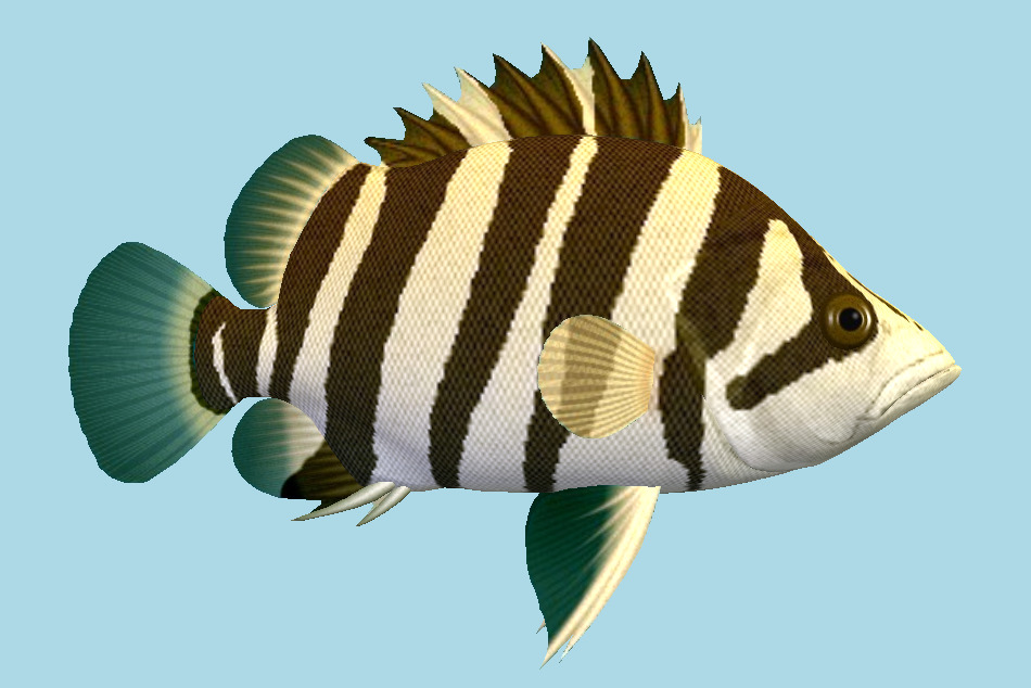Siamese Tiger Fish 3d model