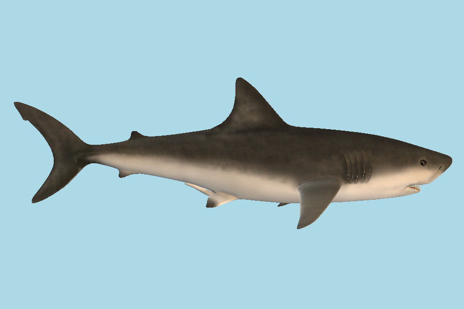 White Shark 3d model