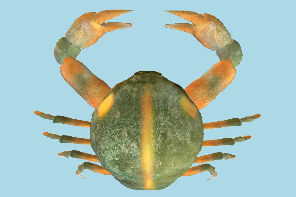 Crab Pyrhila Pisum 3d model