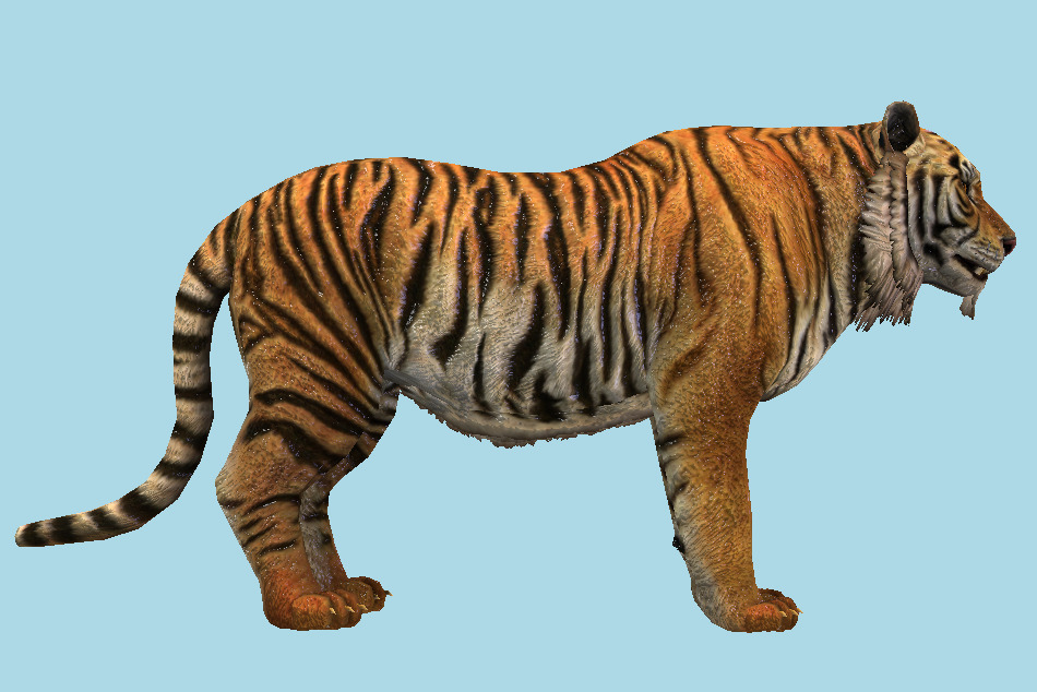 zak rok vos Tiger 3D Model
