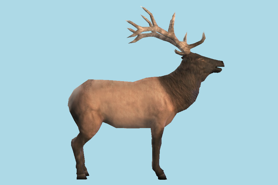 Bull Elk 3d model