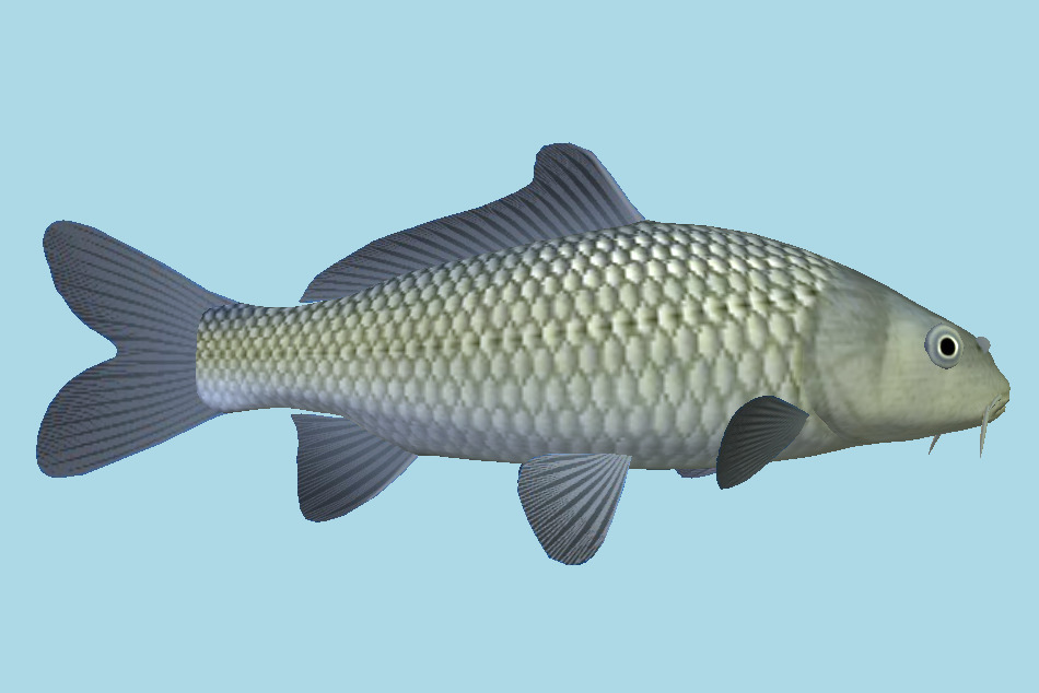 Freshwater Carp Fish 3d model