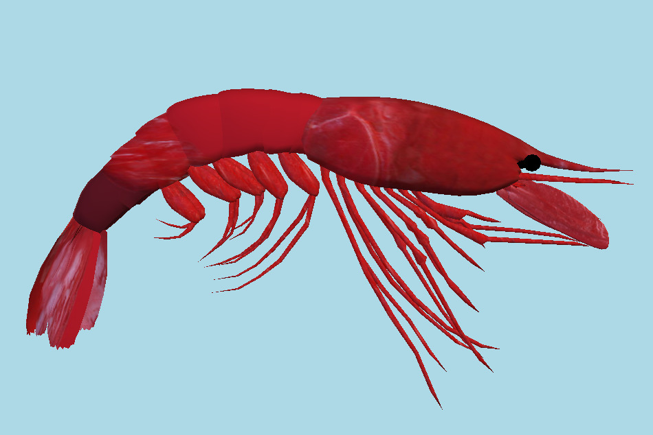 Lobster Prawn 3d model