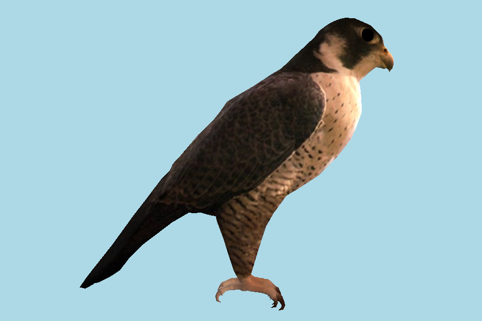 Lanner Falcon Bird 3d model