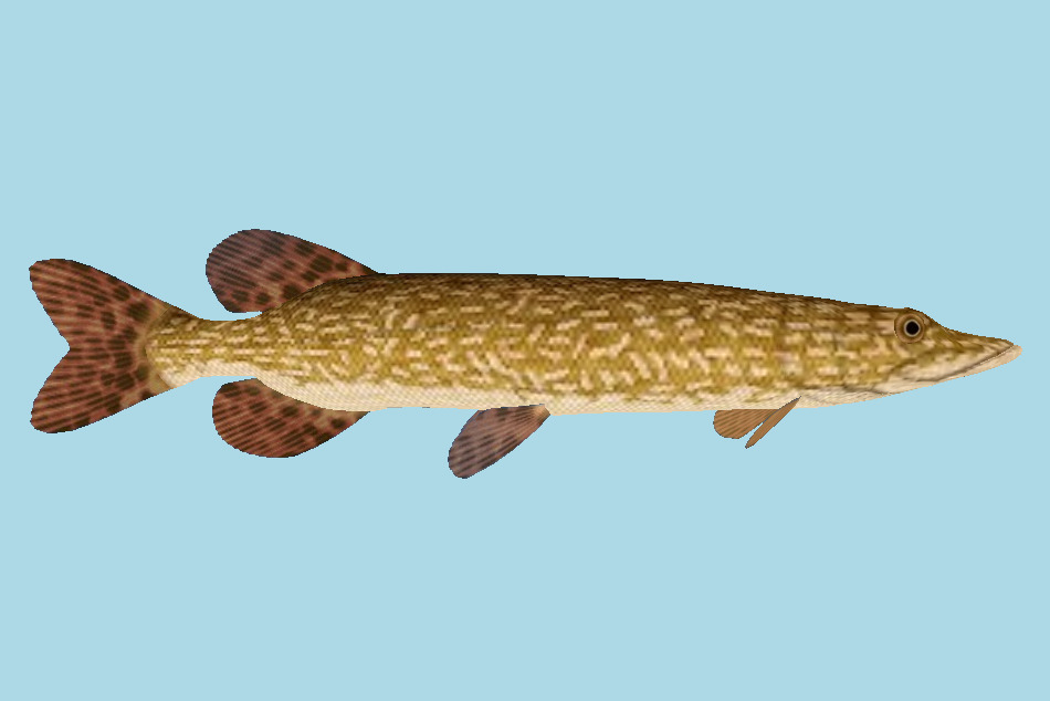 Northern Pike Fish 3d model