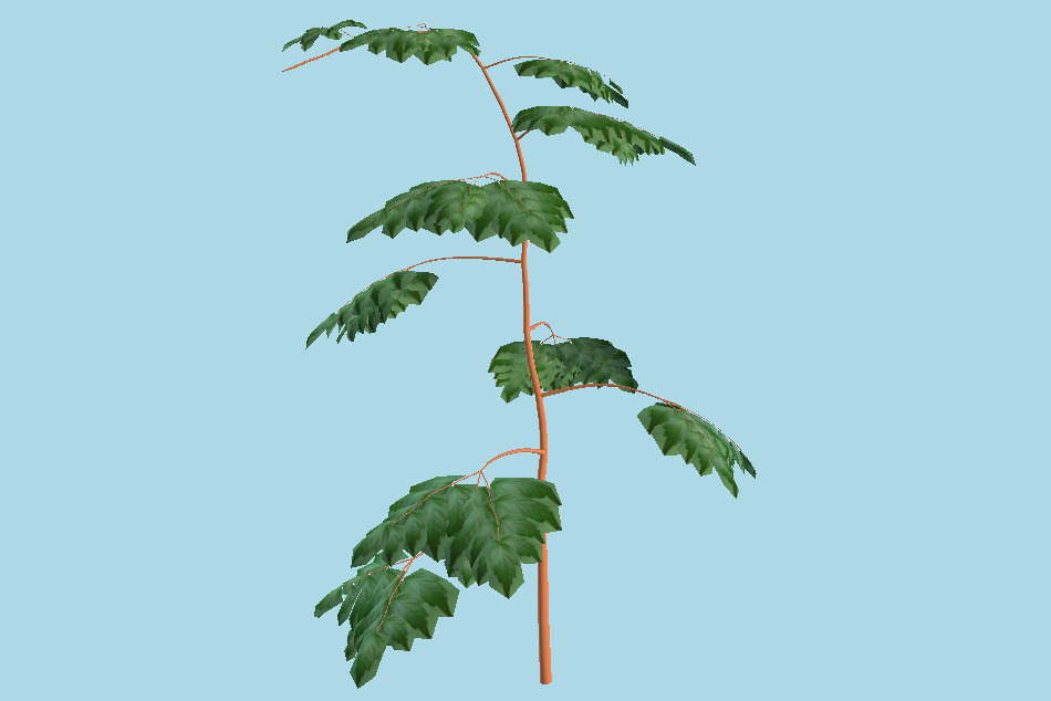 Tree Plant 3d model