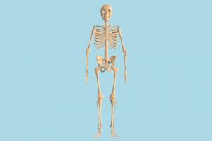 Human Skeleton Human-Skeleton
