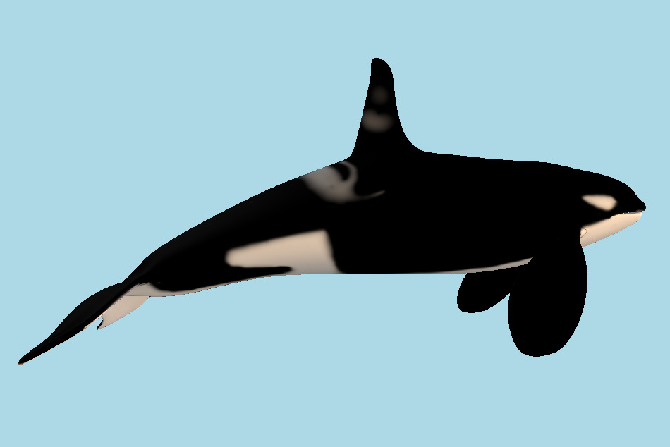 Orca Killer Whale 3d model