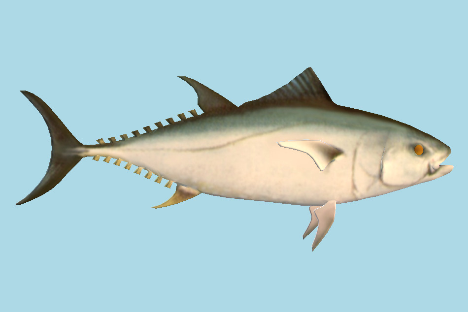 Tuna Fish 3d model