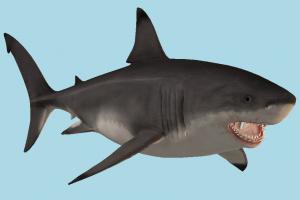 Shark shark, sea-creature, fishing, sea, fish, ocean, tooth, jaws, megalodon, miocene, ocean-creatures, carcharocles, white-shark