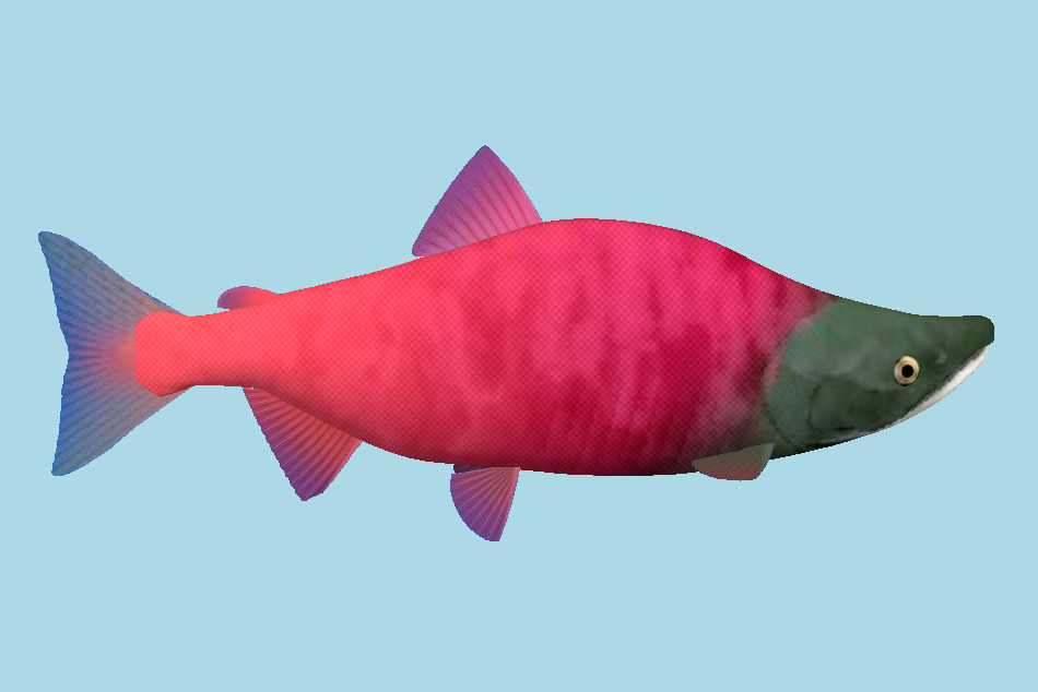 Benizake Fish 3d model