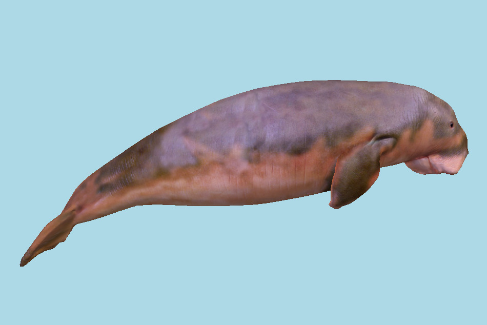 Dugong Pinniped Seal 3d model