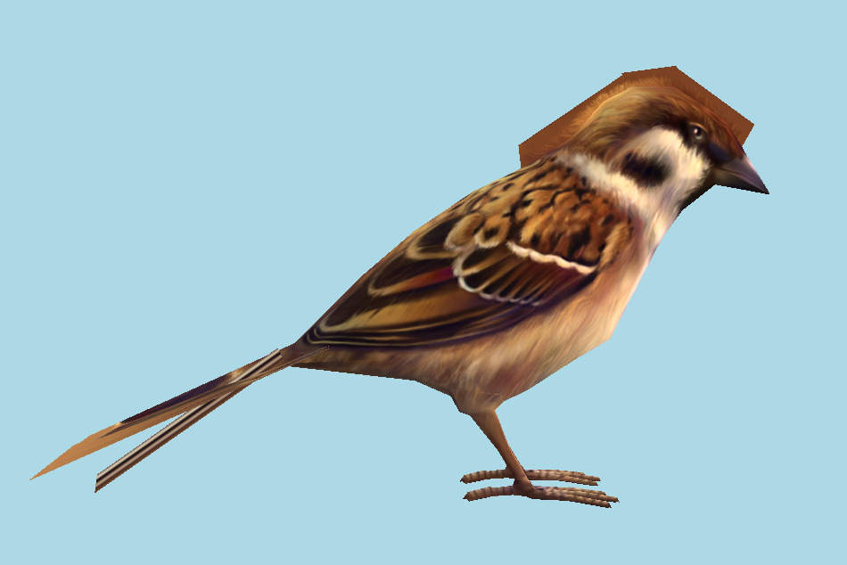 Sparrow Bird 3d model