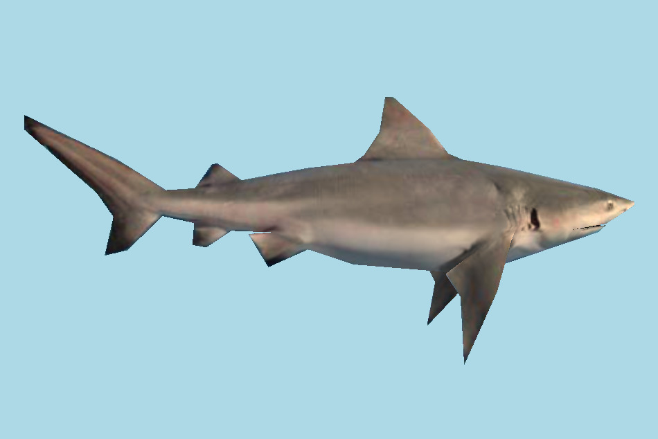 Shark Requin 3d model