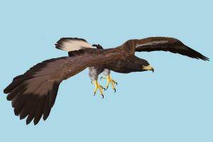 Eagle eagle, falcon, hawk, bird, air-creature, nature, predator, wild