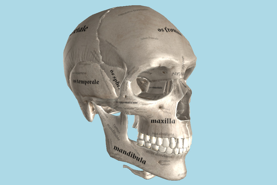 Skull Cranium Study with Text 3d model
