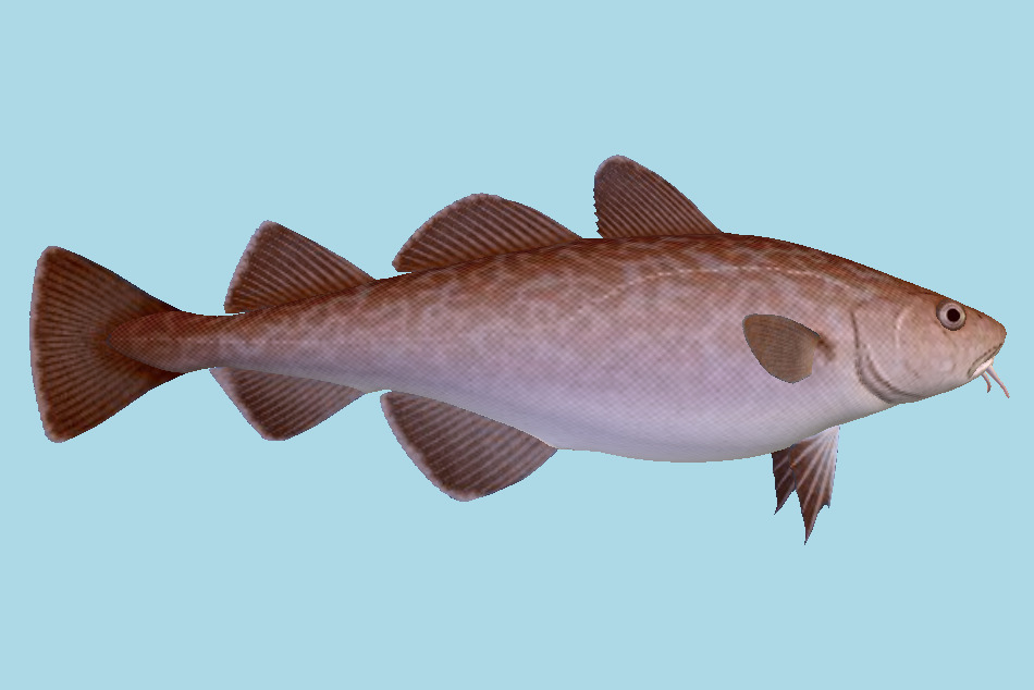 Pacific Cod Fish 3d model