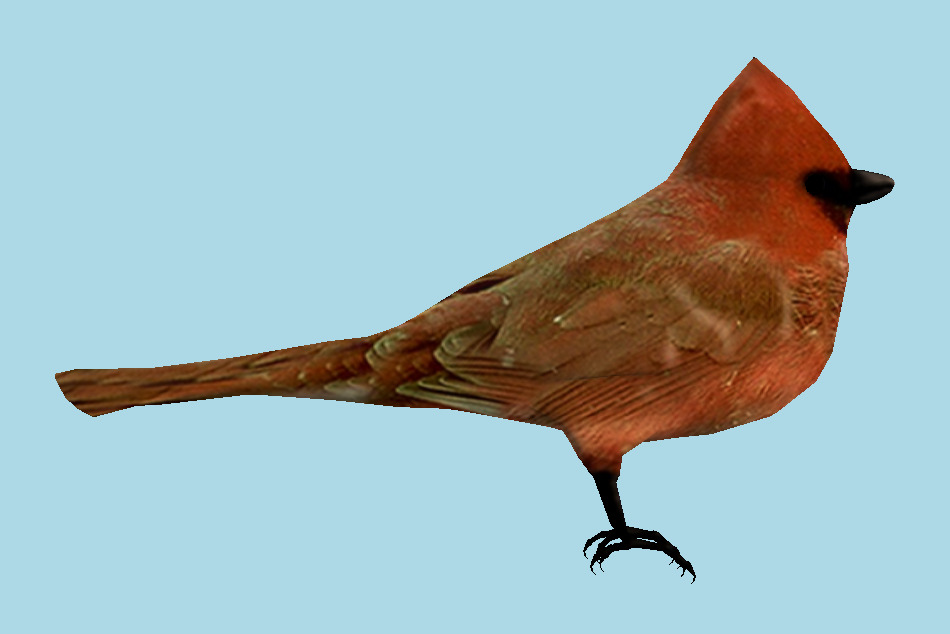Cardinal Bird 3d model