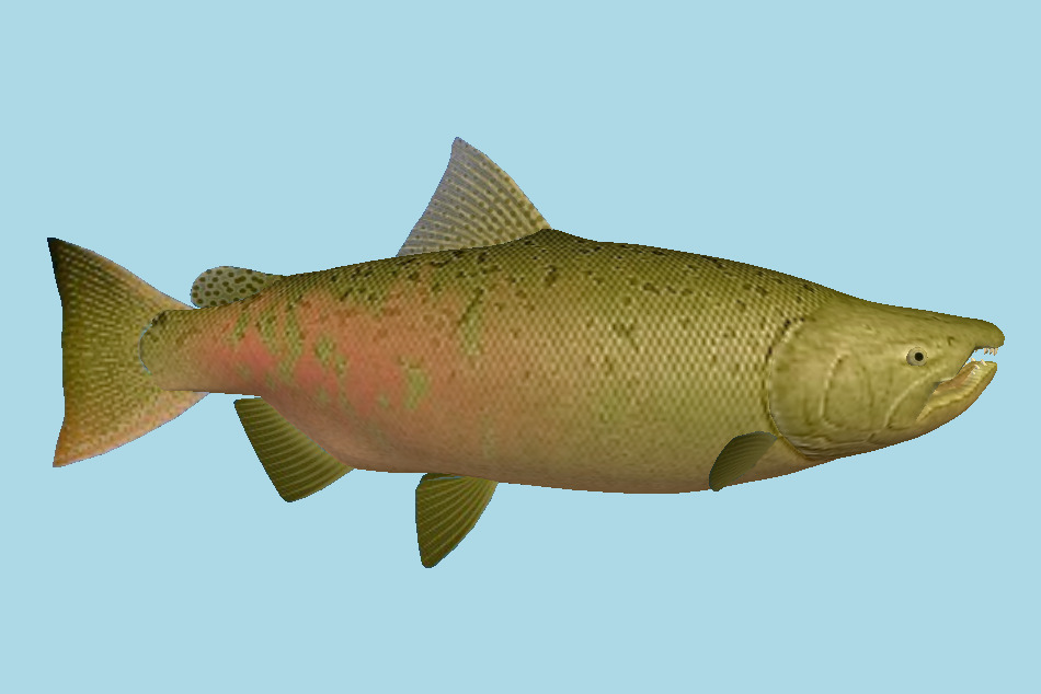 Chinook Fish 3d model