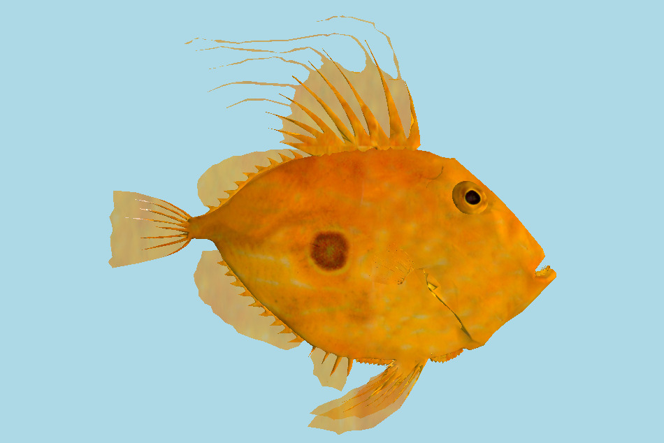 San Pedro Fish 3d model