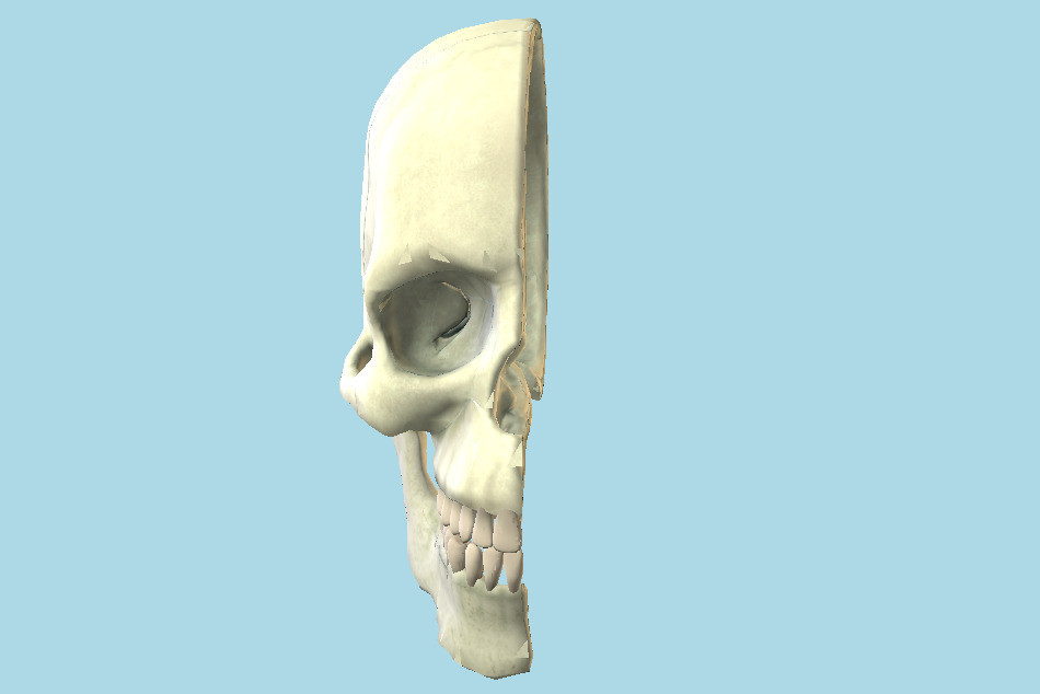 Human Half Cranium Skull 3d model