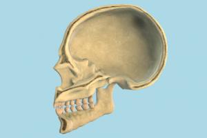 Half Cranium Cranium-3