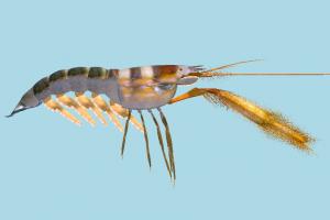 Shrimp shrimp, sea-creature, lobster, crayfish, fish, fishing, sea, nature, ocean