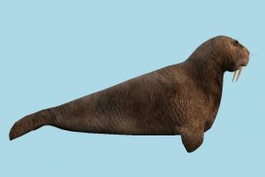 Seal walrus, pinniped, dugong, seal, whale, sea-creature, sea
